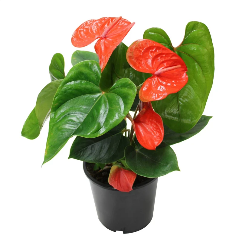 Anthurium - Langue-de-feu