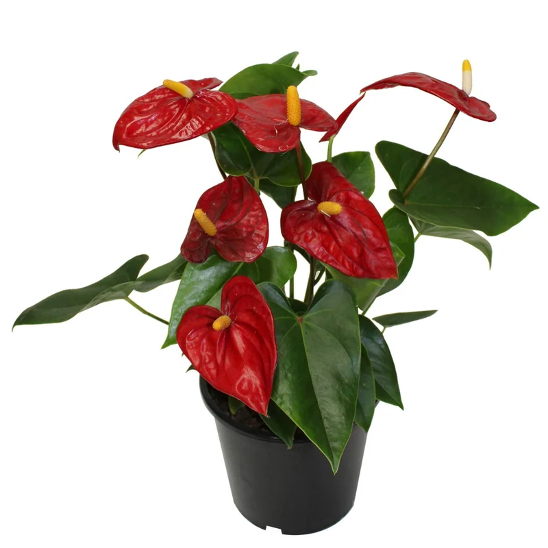 Anthurium - Langue-de-feu