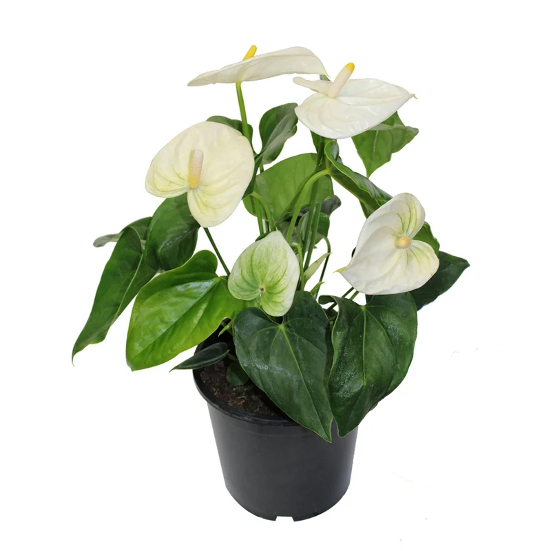 Anthurium - Langue-de-feu