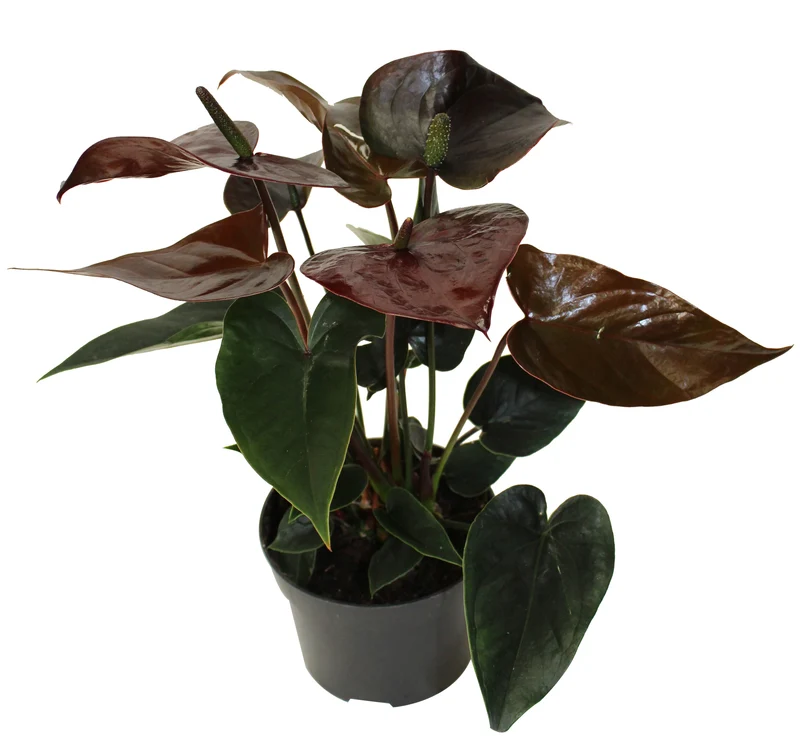 Anthurium - Langue-de-feu
