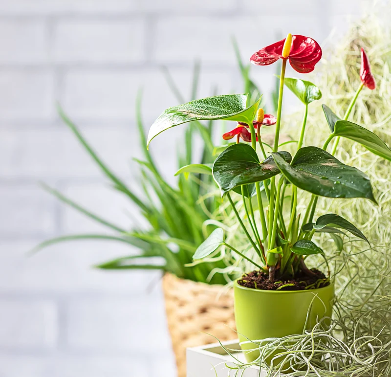 Anthurium - Langue-de-feu