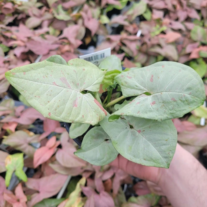 Syngonium 'Confetti'