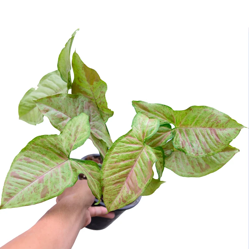 Syngonium 'Confetti'