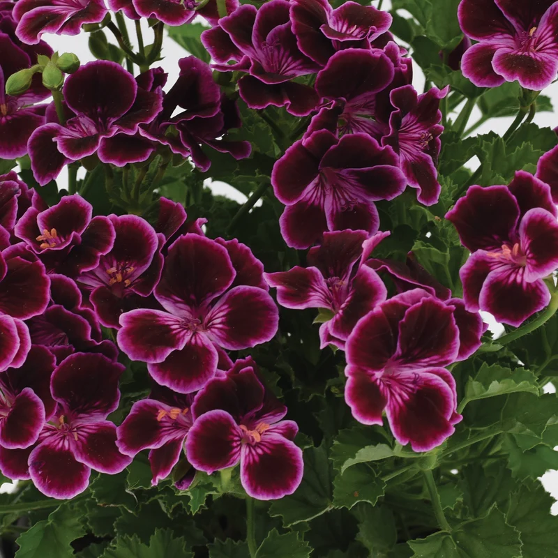 Pelargonium Mosquitaway® Megan - Géranium odorant Mosquitaway®Megan