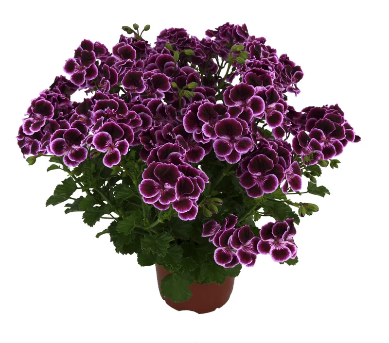 Pelargonium Mosquitaway® Megan - Géranium odorant Mosquitaway®Megan