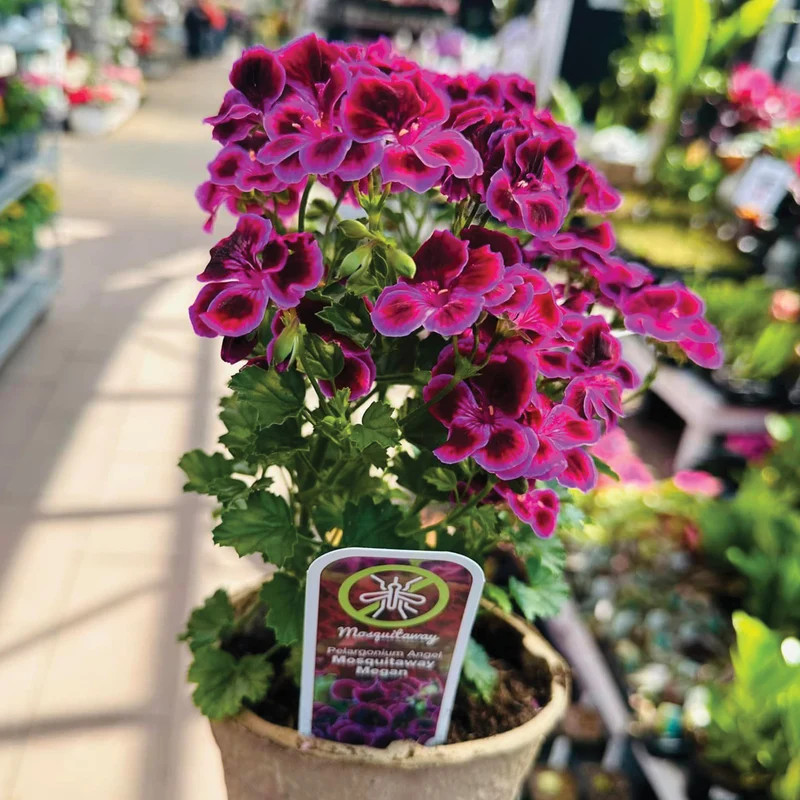 Pelargonium Mosquitaway® Megan - Géranium odorant Mosquitaway®Megan