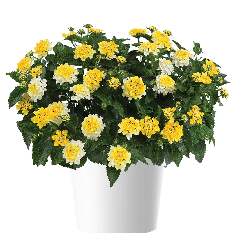 Lantana GEM™ Compact Yellow Topaz