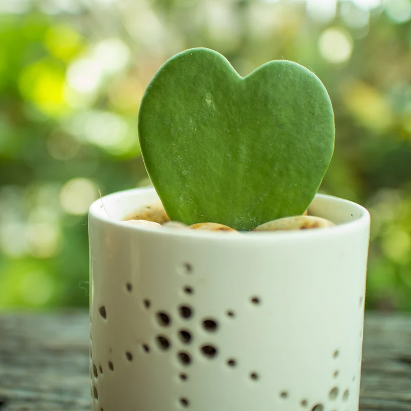 Hoya kerrii – Hoya cœur, Plante cœur