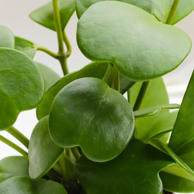 Hoya kerrii – Hoya cœur, Plante cœur