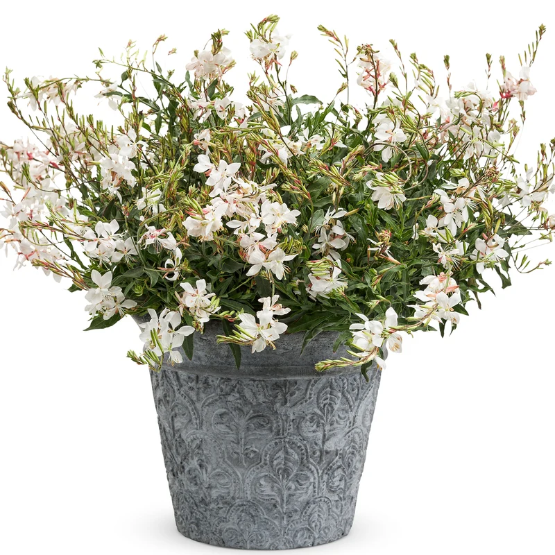 Gaura STRATOSPHERE™ White