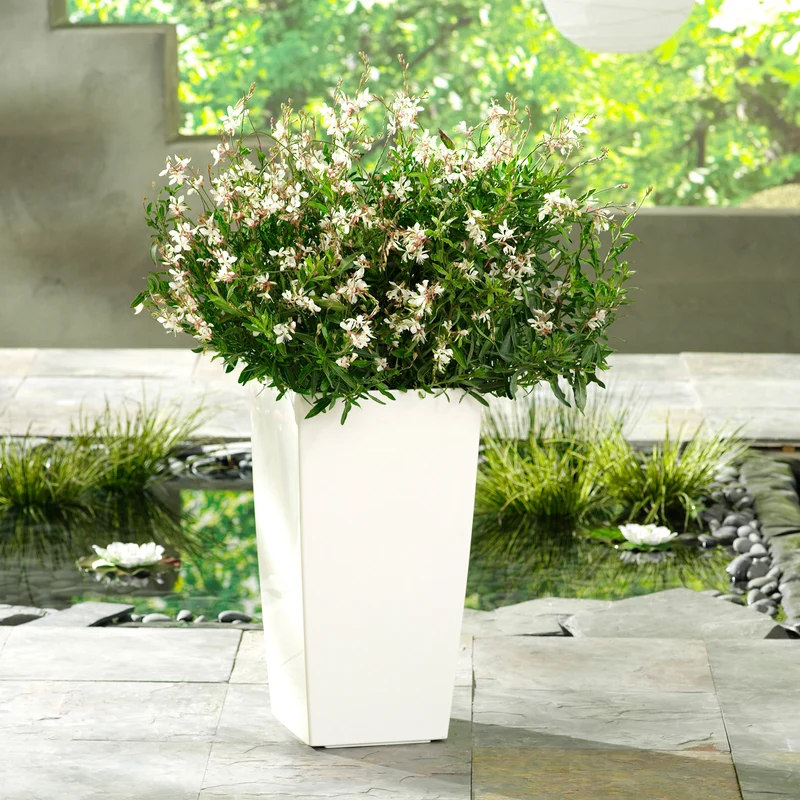 Gaura STRATOSPHERE™ White