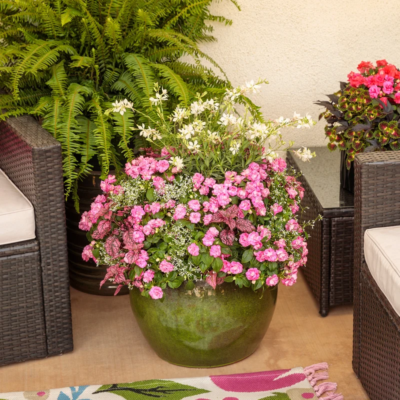 Gaura STRATOSPHERE™ White