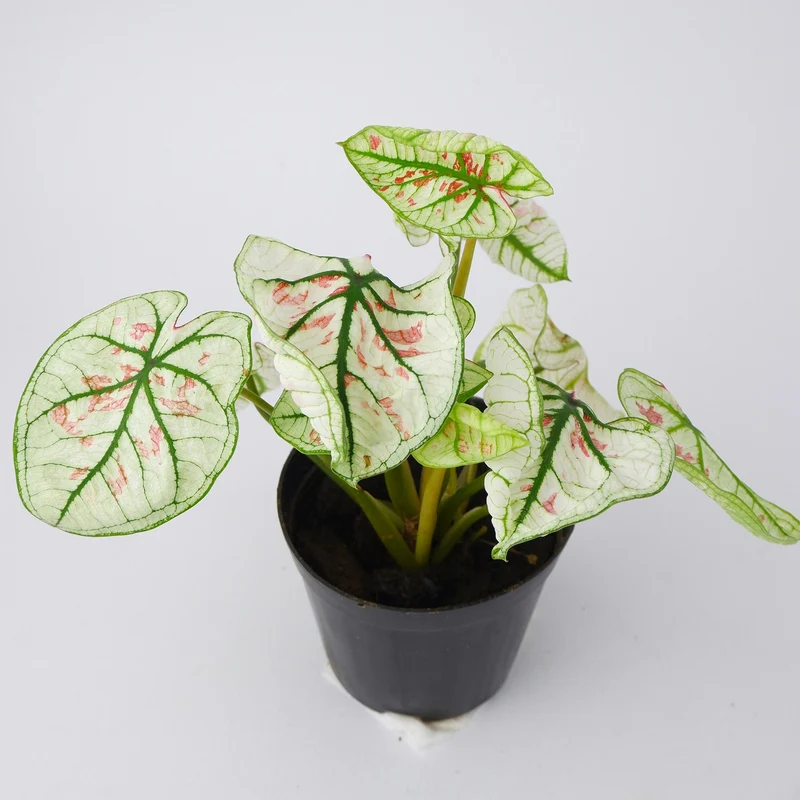 Caladium 'Strawberry Star'