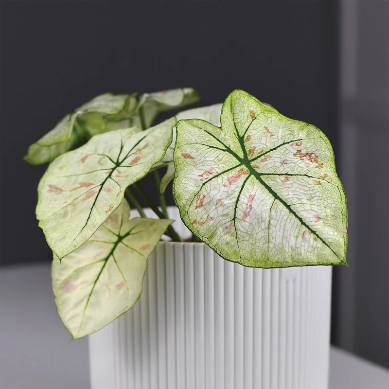 Caladium 'Strawberry Star'