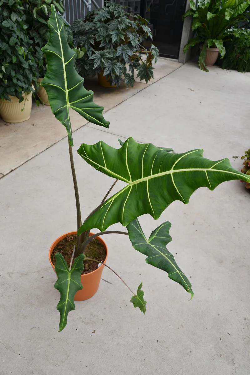 Oreille d'Éléphant 'Sarian'