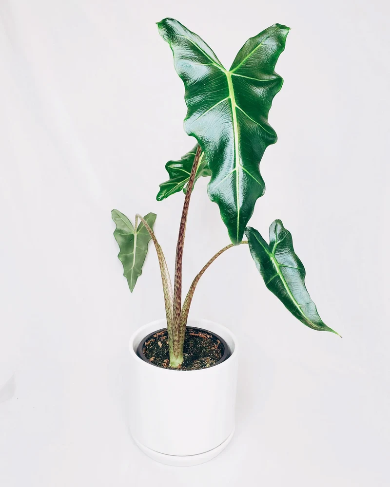 Oreille d'Éléphant 'Sarian'
