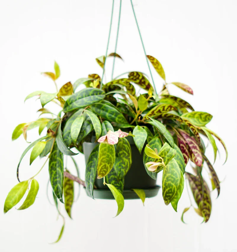 Plante rouge à lèvre 'Zebra'