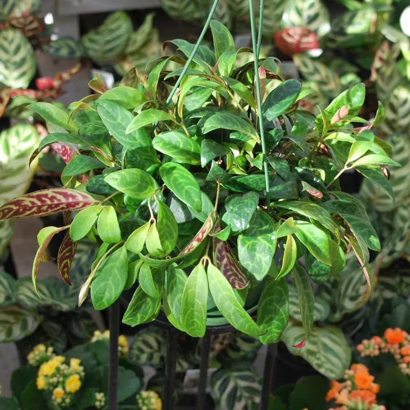 Plante rouge à lèvre 'Zebra'