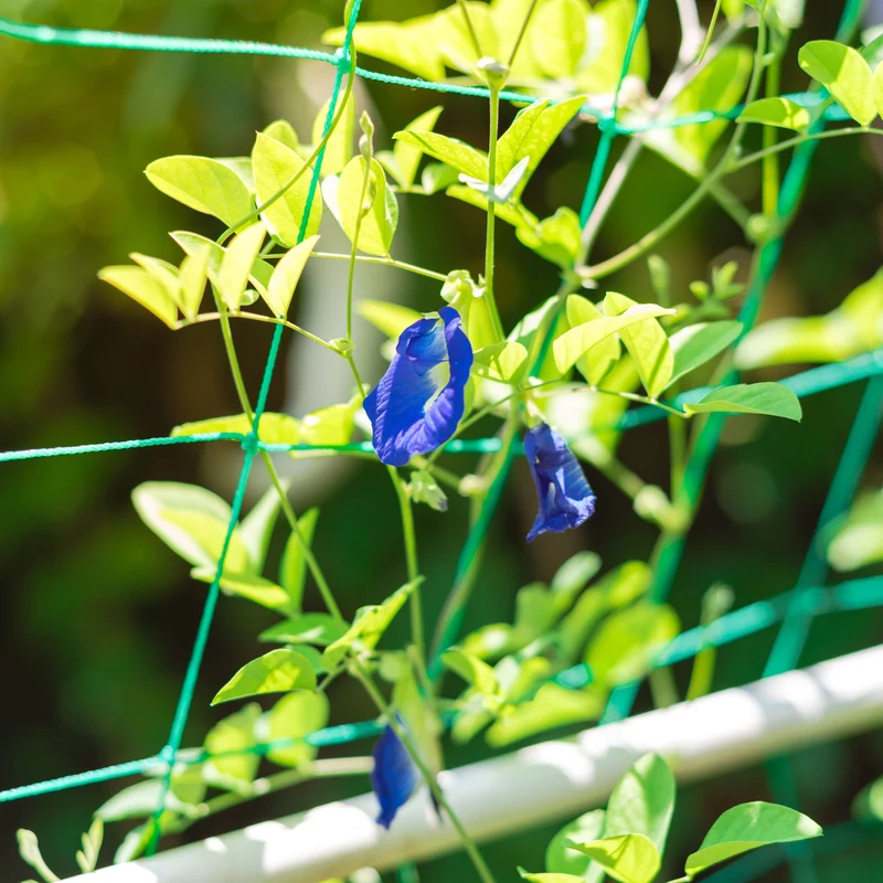 Filet de jardin pour plantes grimpantes