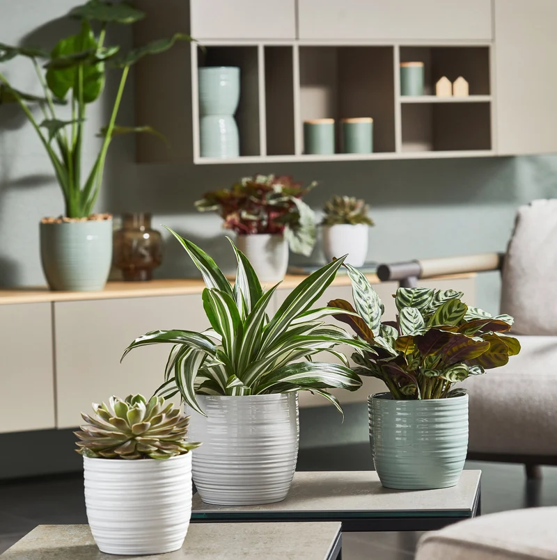 Cache-pot pour plante d'intérieur - Collection Bergamo Pure