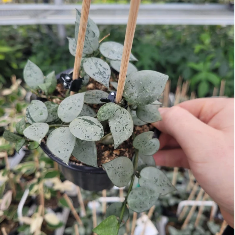 Hoya de Neige, Hoya Cireux, Fleur de Porcelaine