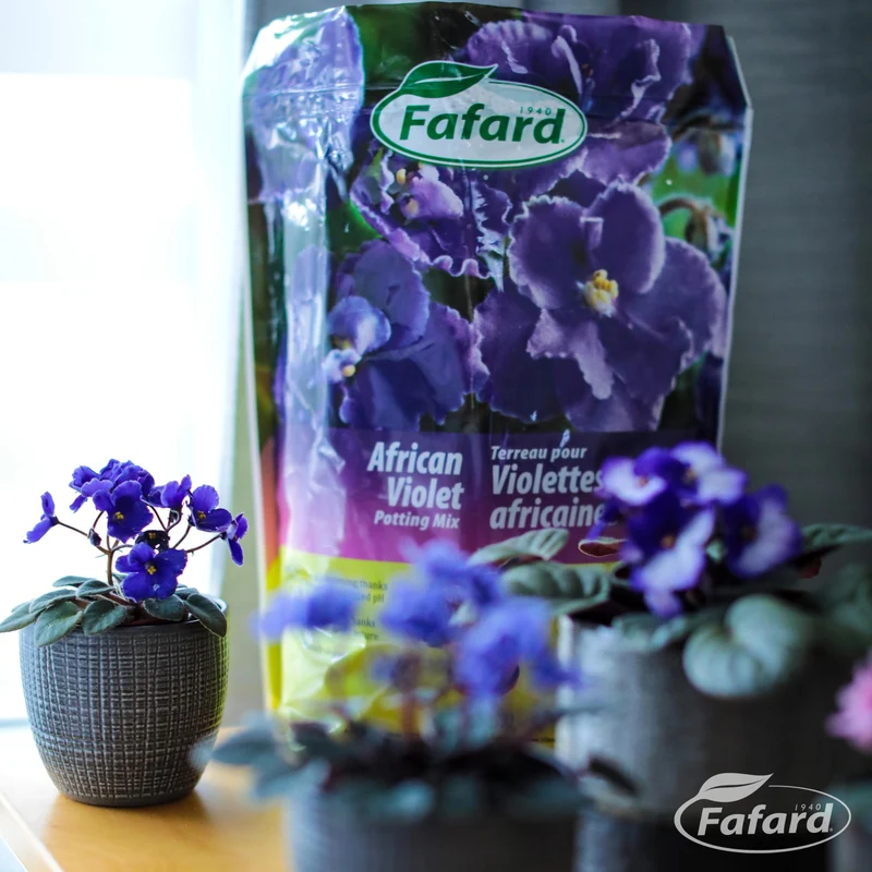 Terreau d'empotage pour violettes africaines
