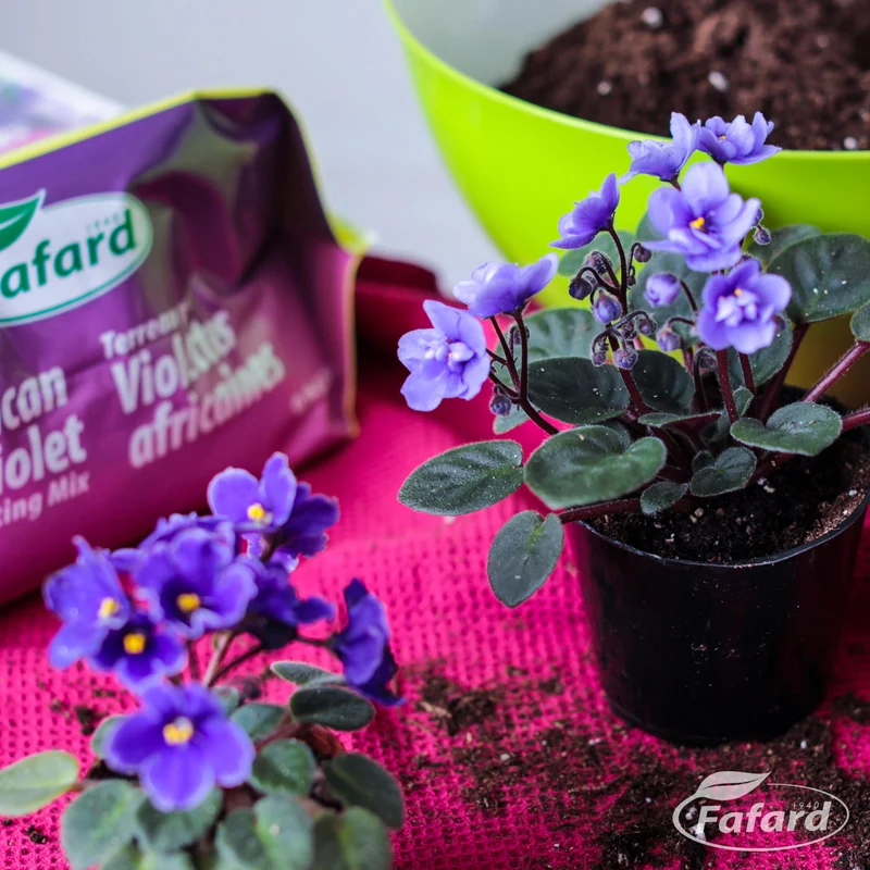 Terreau d'empotage pour violettes africaines