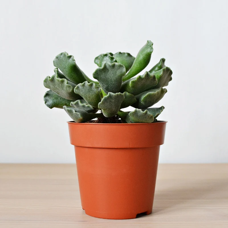 Adromischus