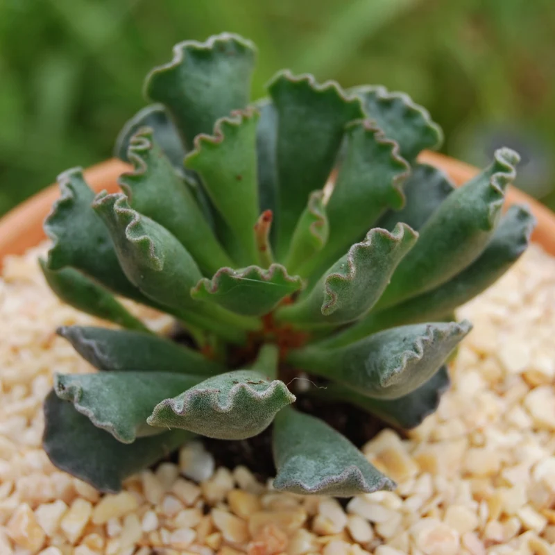 Adromischus
