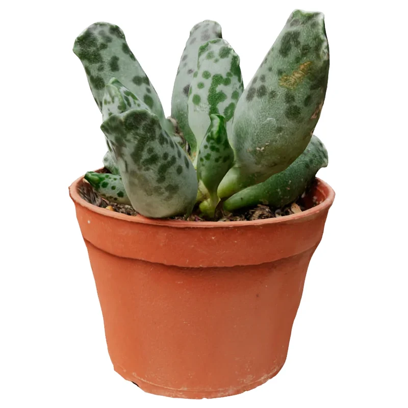Adromischus