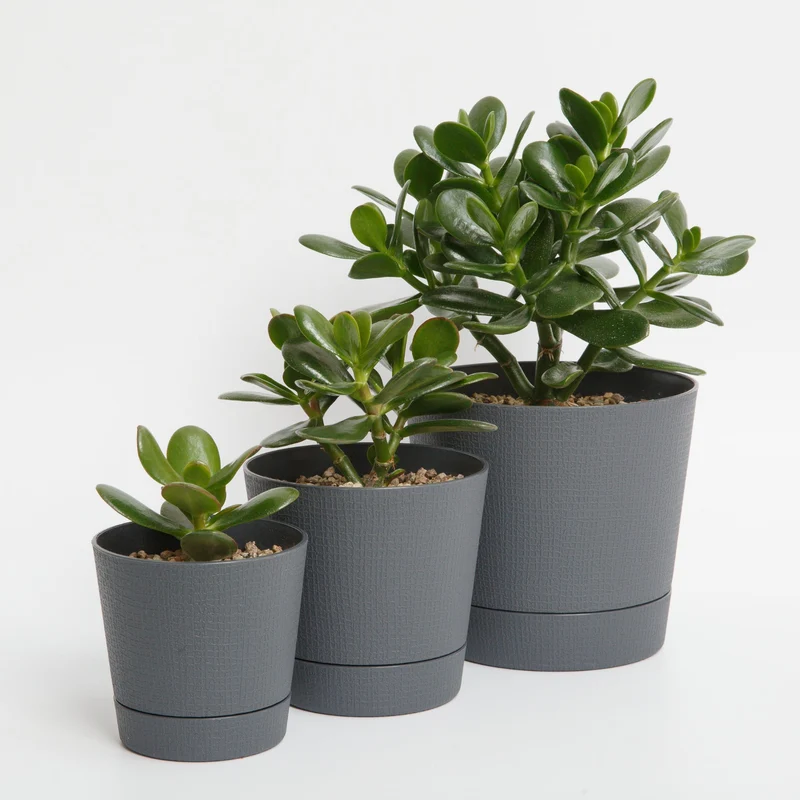 Crassula ovata – Plante de Jade, Arbre de Jade