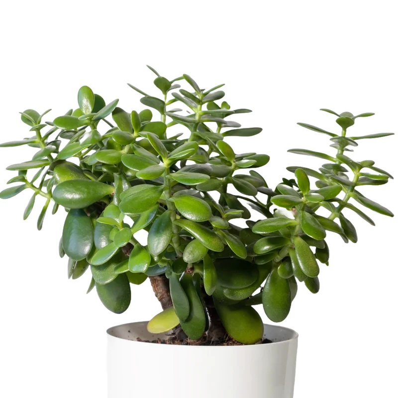 Crassula ovata – Plante de Jade, Arbre de Jade