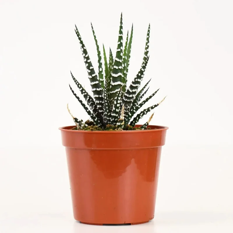 Haworthia