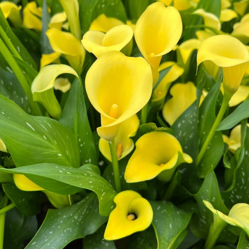 Zantedeschia spp. - Lys Calla