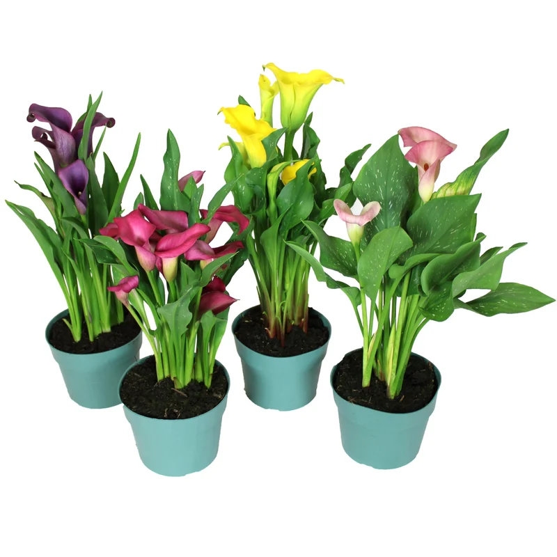 Zantedeschia spp. - Lys Calla