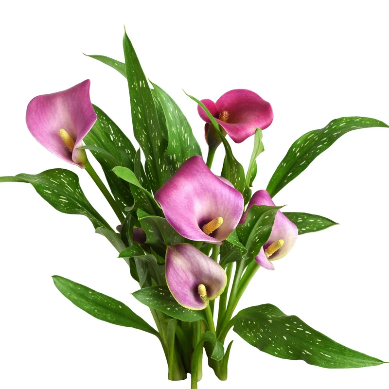 Zantedeschia spp. - Lys Calla