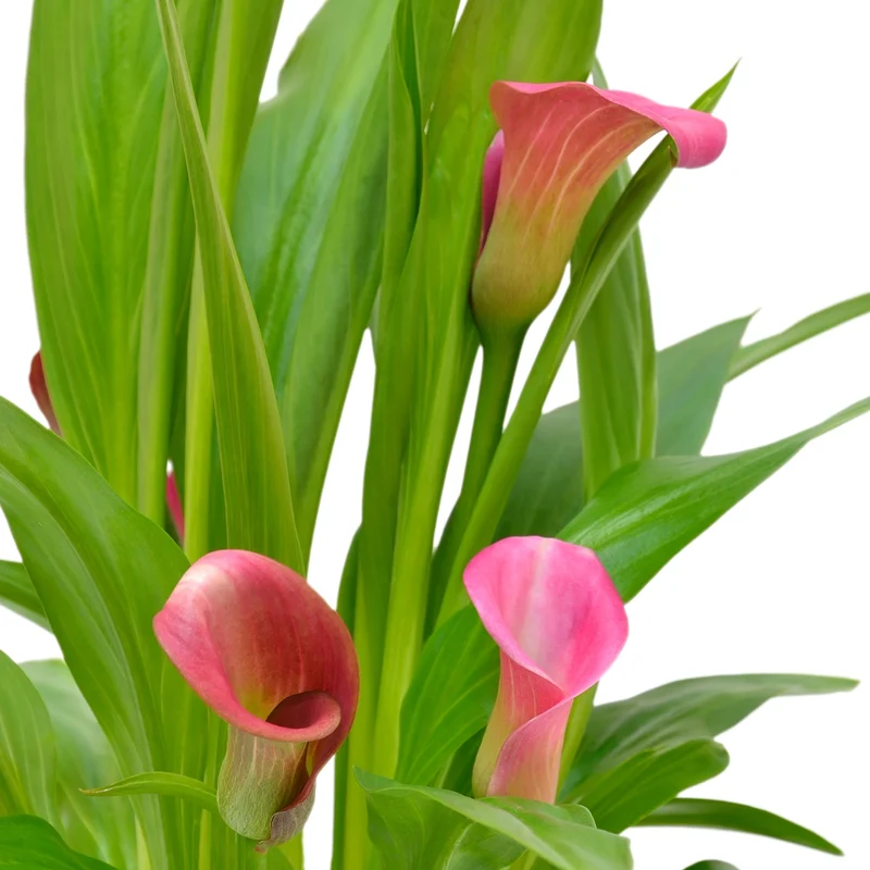 Zantedeschia spp. - Lys Calla