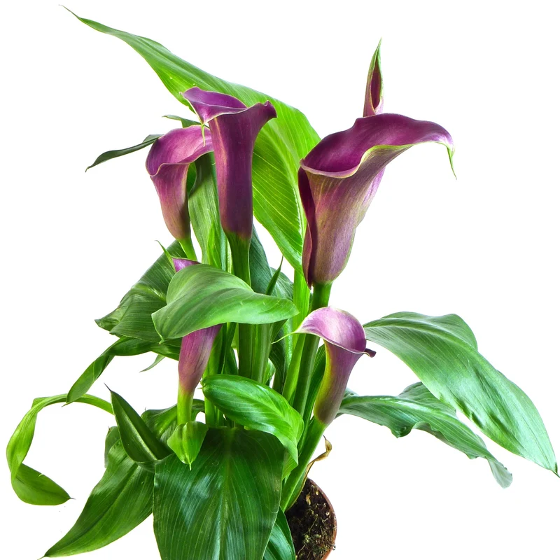 Zantedeschia spp. - Lys Calla