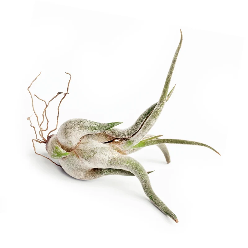 Plante aérienne, Filles de l'air