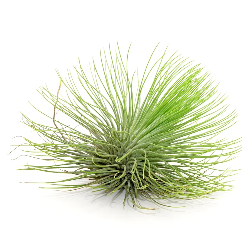 Plante aérienne, Filles de l'air