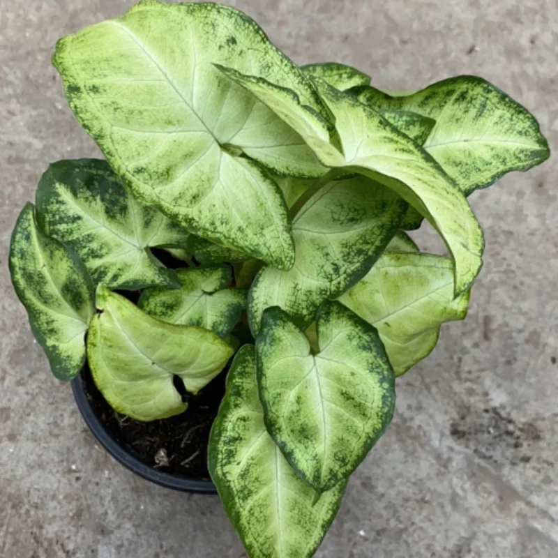 Syngonium 'White Butterfly'