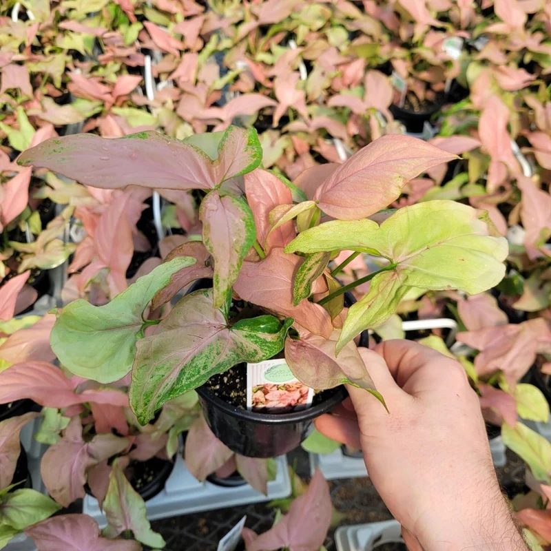 Syngonium 'Pink Perfection'
