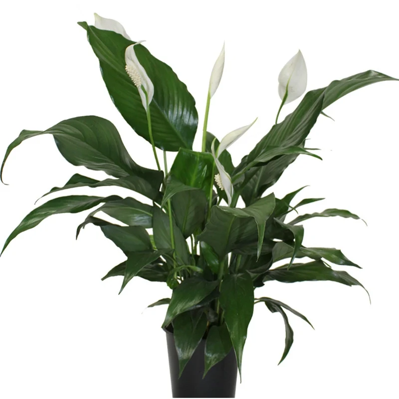 Spathiphyllum – Fleur de Lune ou Lys de Paix