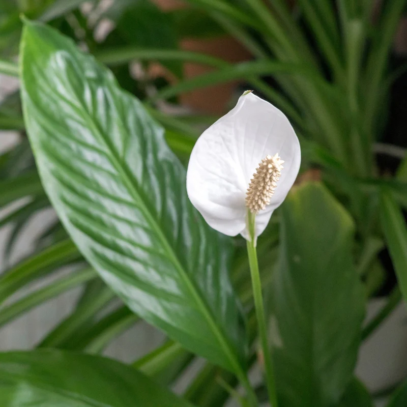 Spathiphyllum – Fleur de Lune ou Lys de Paix