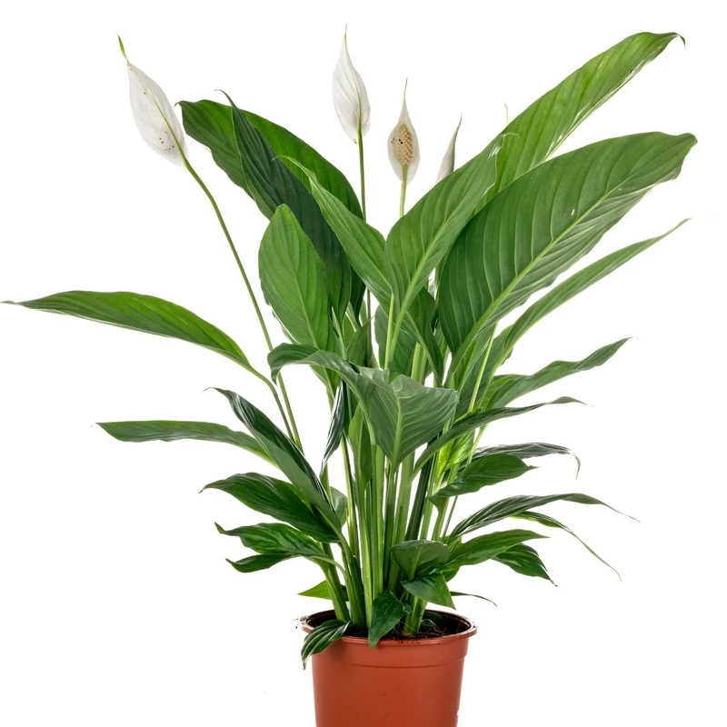 Spathiphyllum – Fleur de Lune ou Lys de Paix