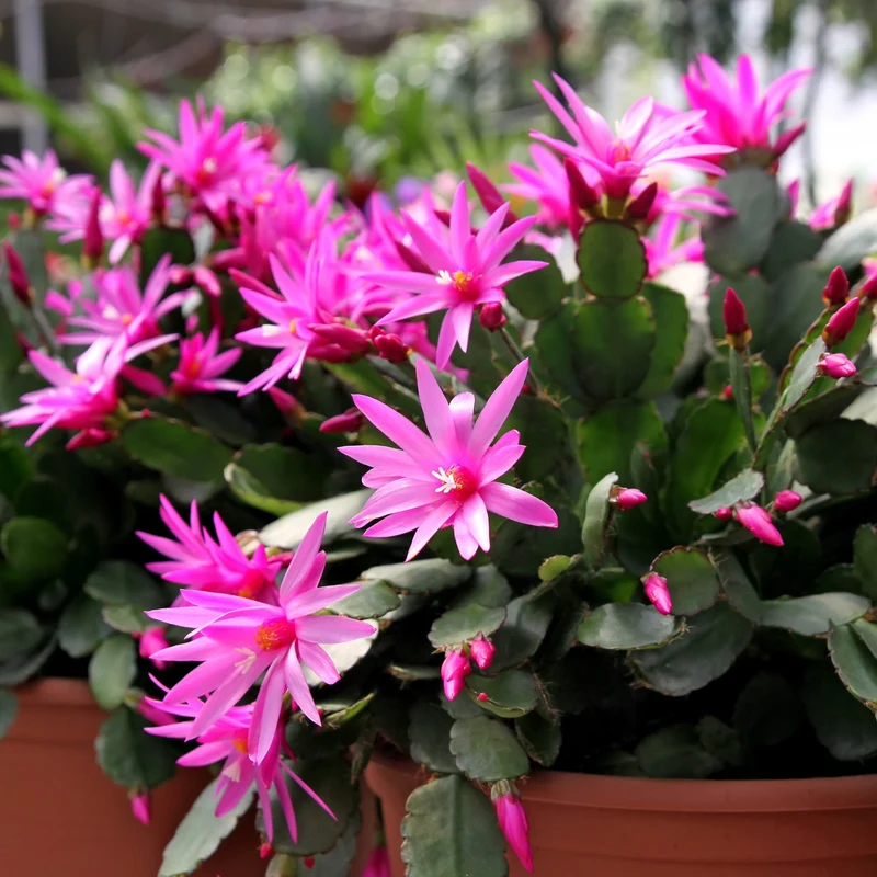 Rhipsalidopsis gaertneri – Cactus de Pâques