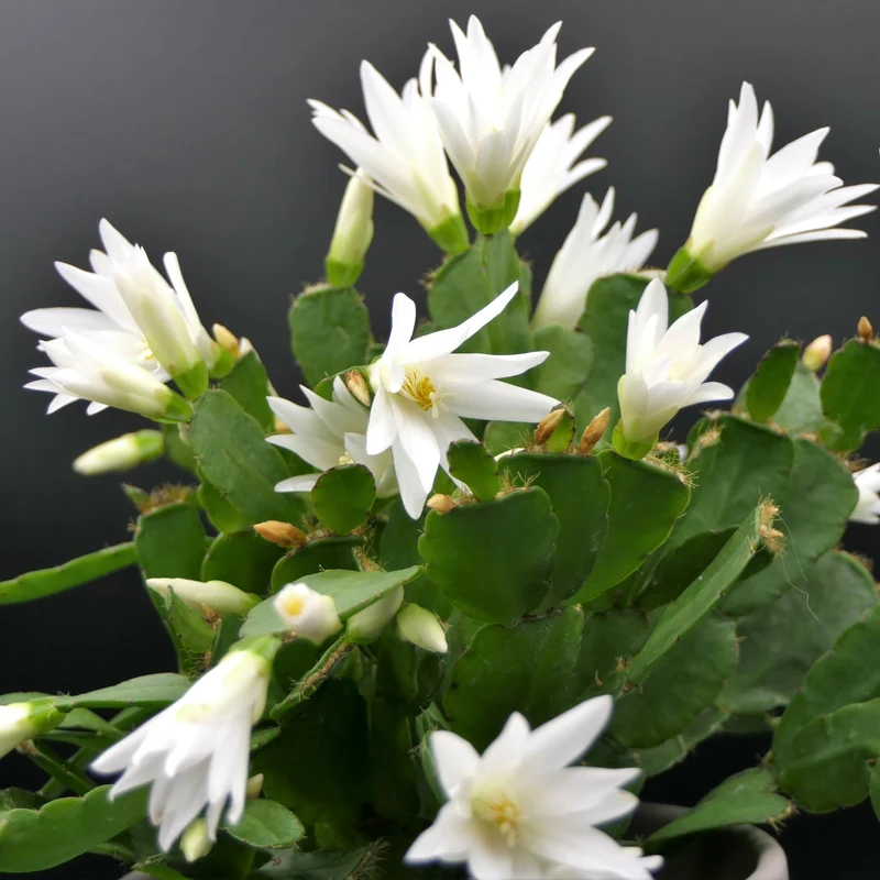 Rhipsalidopsis gaertneri – Cactus de Pâques