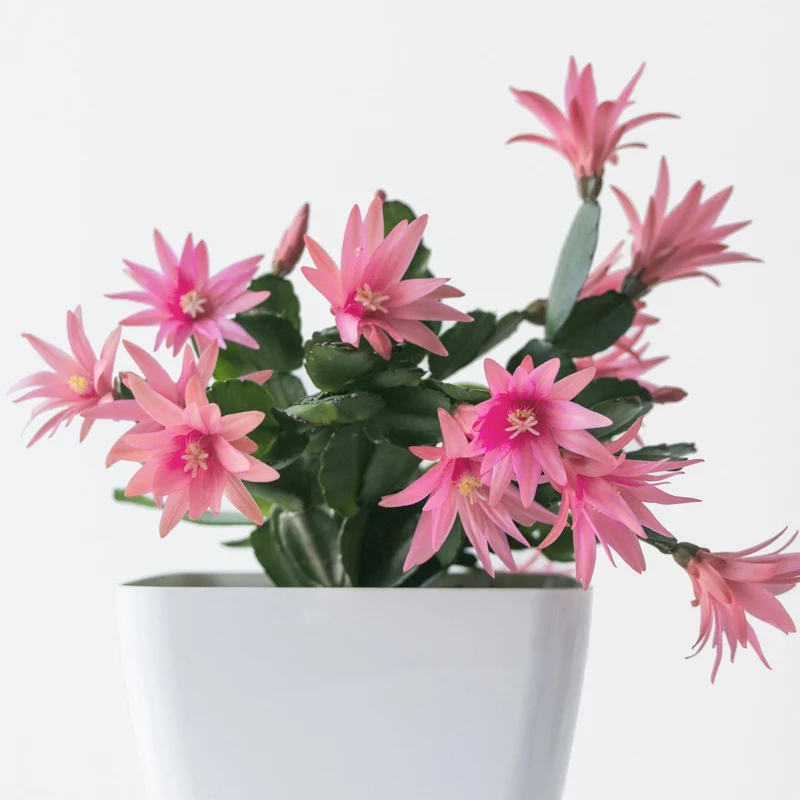 Rhipsalidopsis gaertneri – Cactus de Pâques