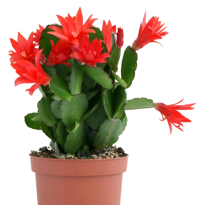 Rhipsalidopsis gaertneri – Cactus de Pâques