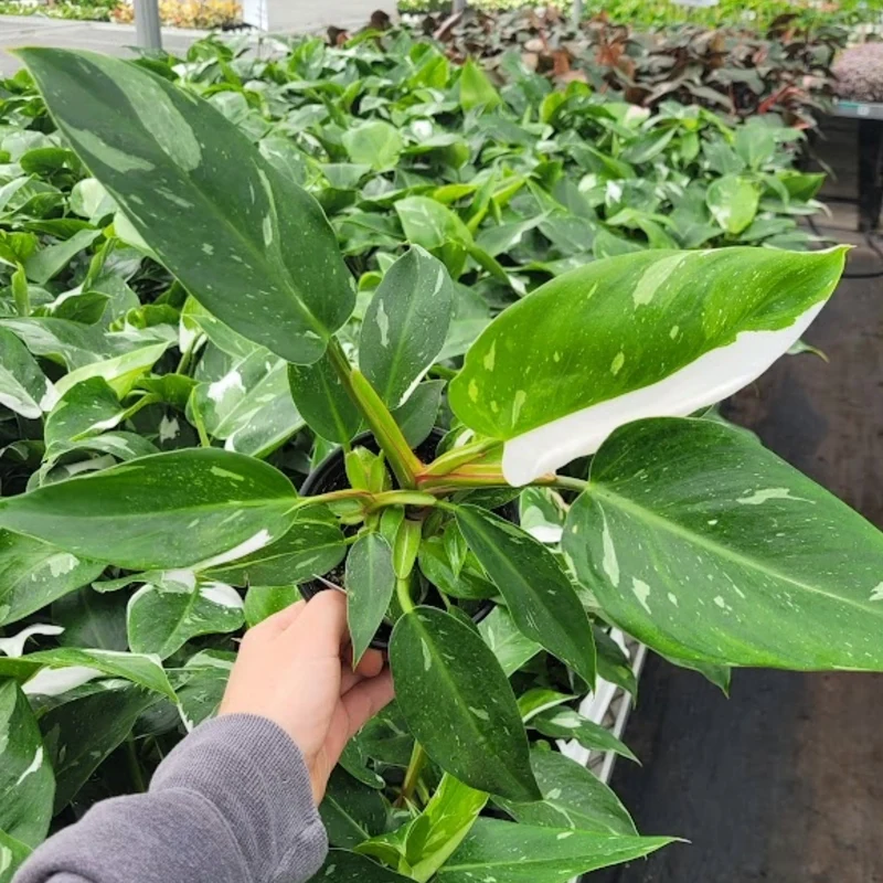 Philodendron 'White Princess'